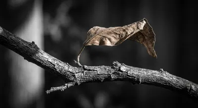Gros plan d'une branche de citronnier desséchée avec une feuille morte